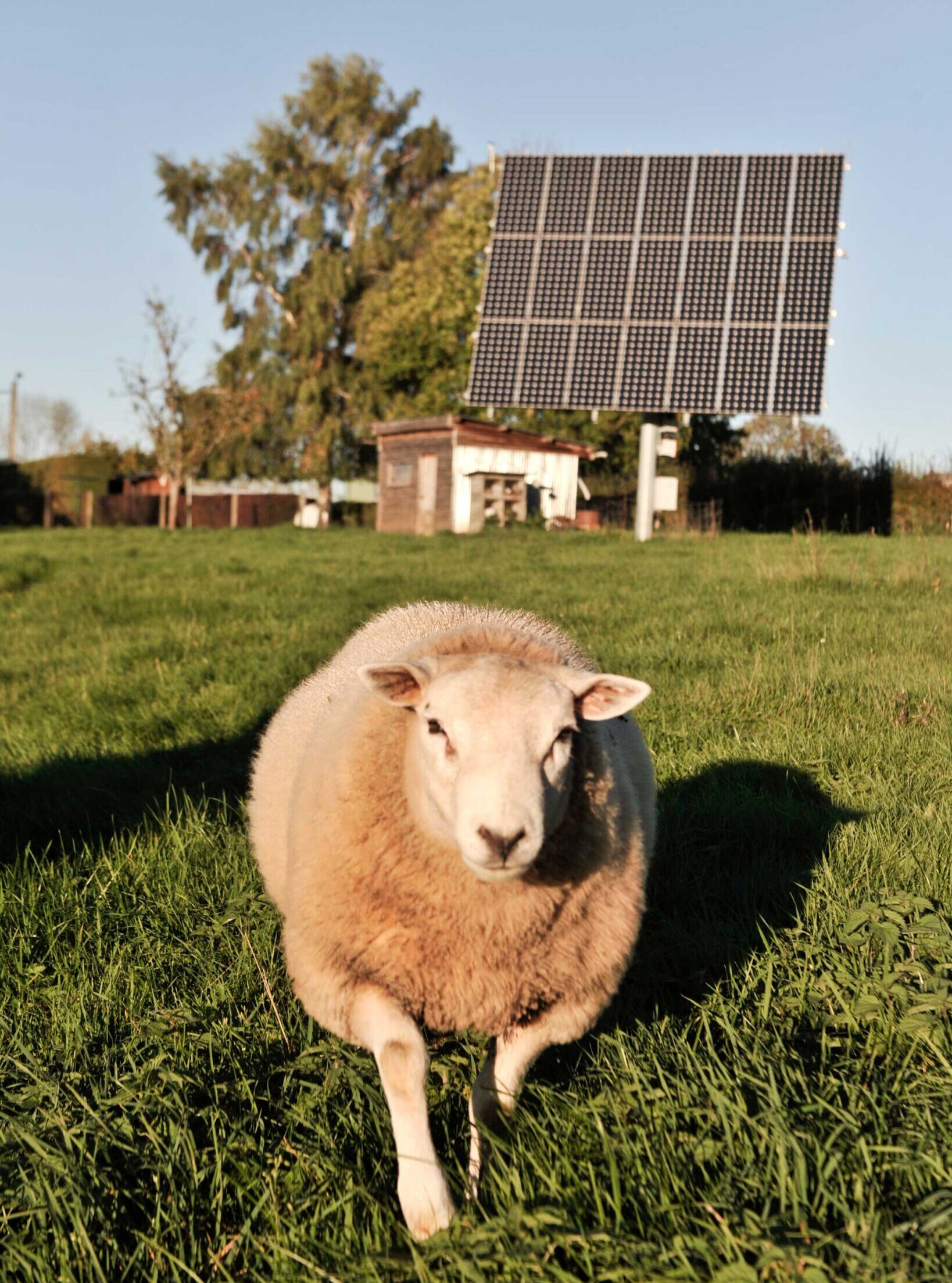 solarni paneli mogu pružiti hladovinu usevima ili stoci, čime se smanjuje toplotni stres i poboljšava efikasnost rasta.